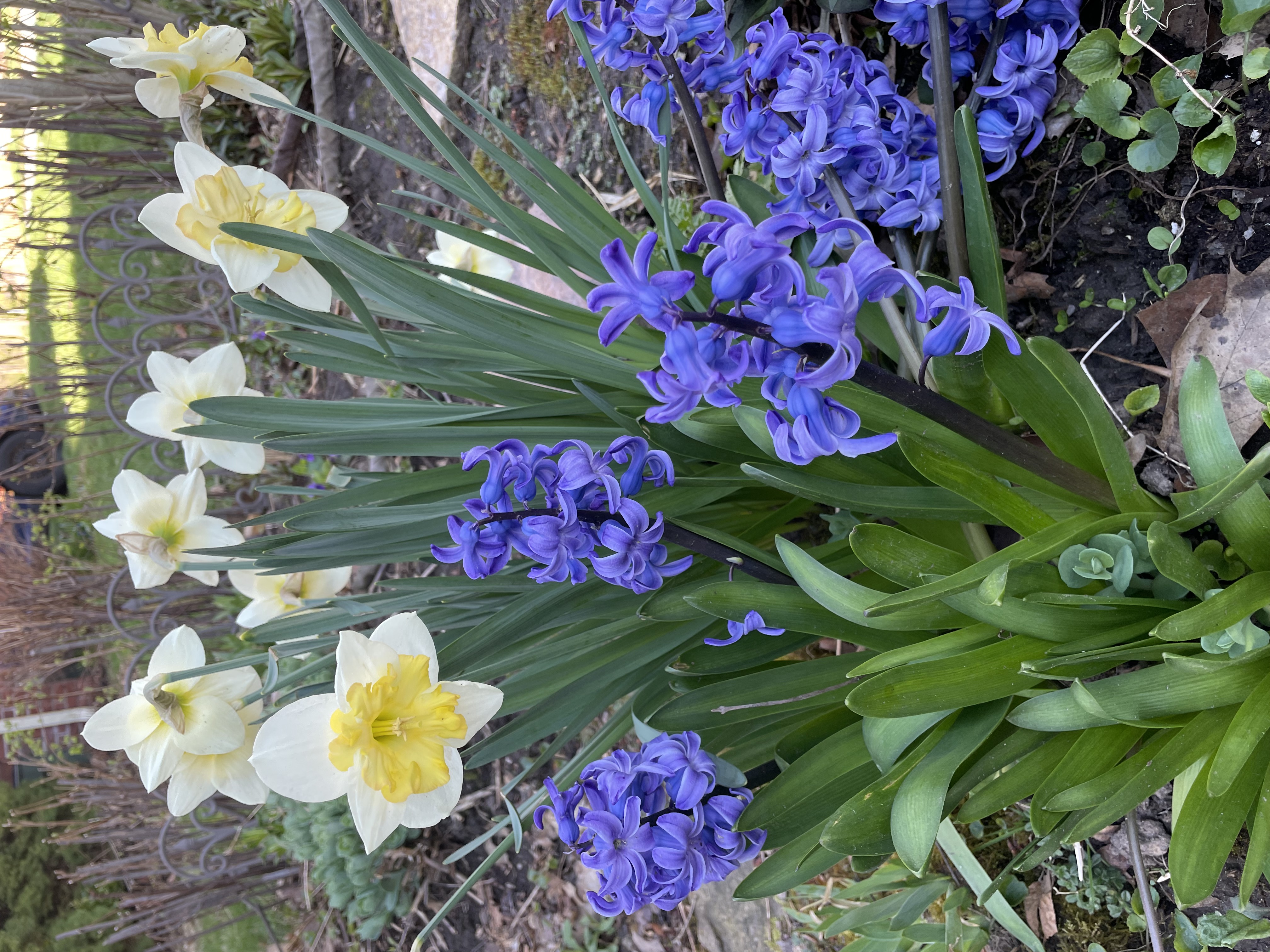 Daffodils and Hyacinth Daffodils and Hyacinth