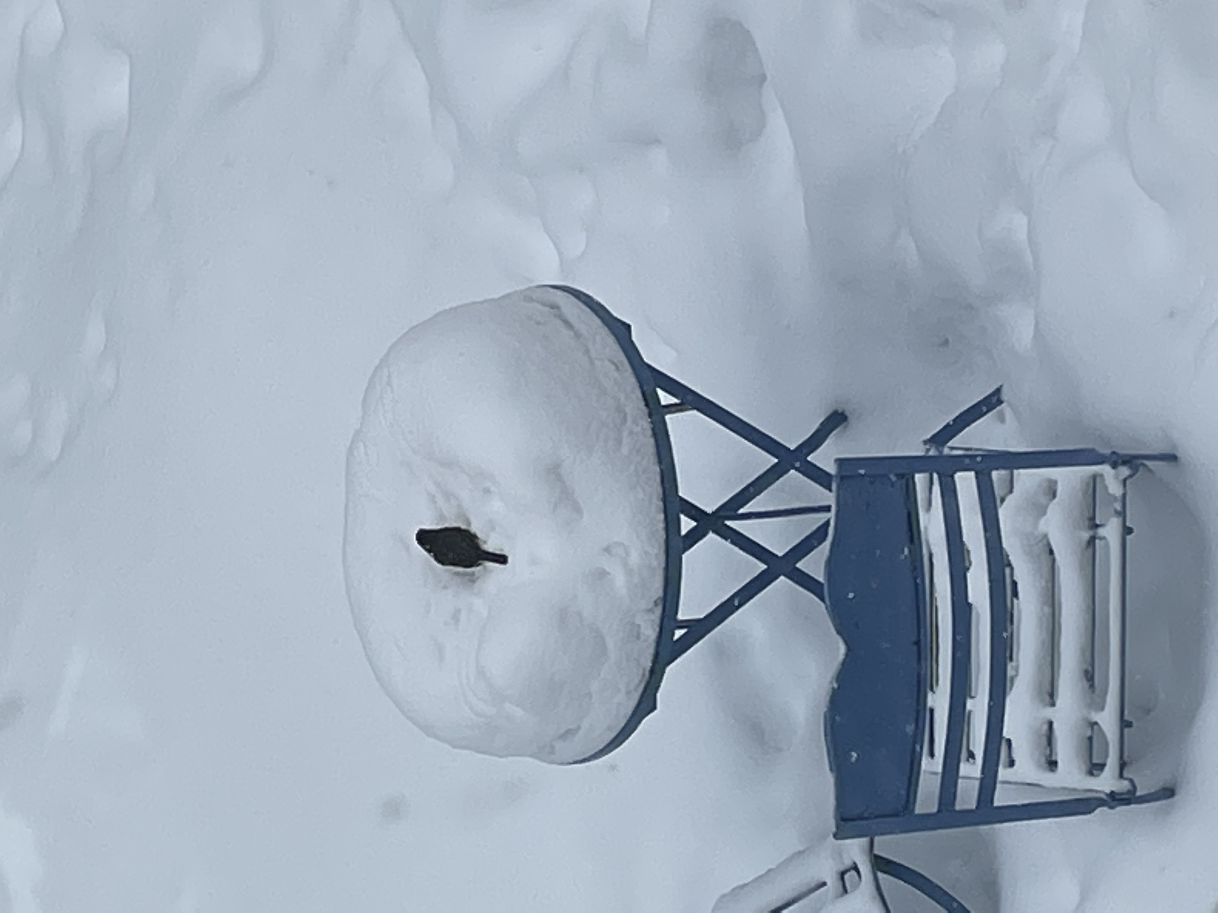 Junco on snow Junco on snow