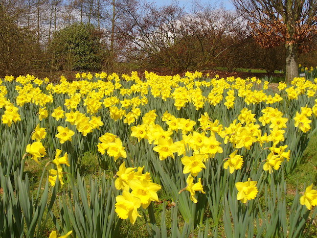 a-host-of-golden-daffodils