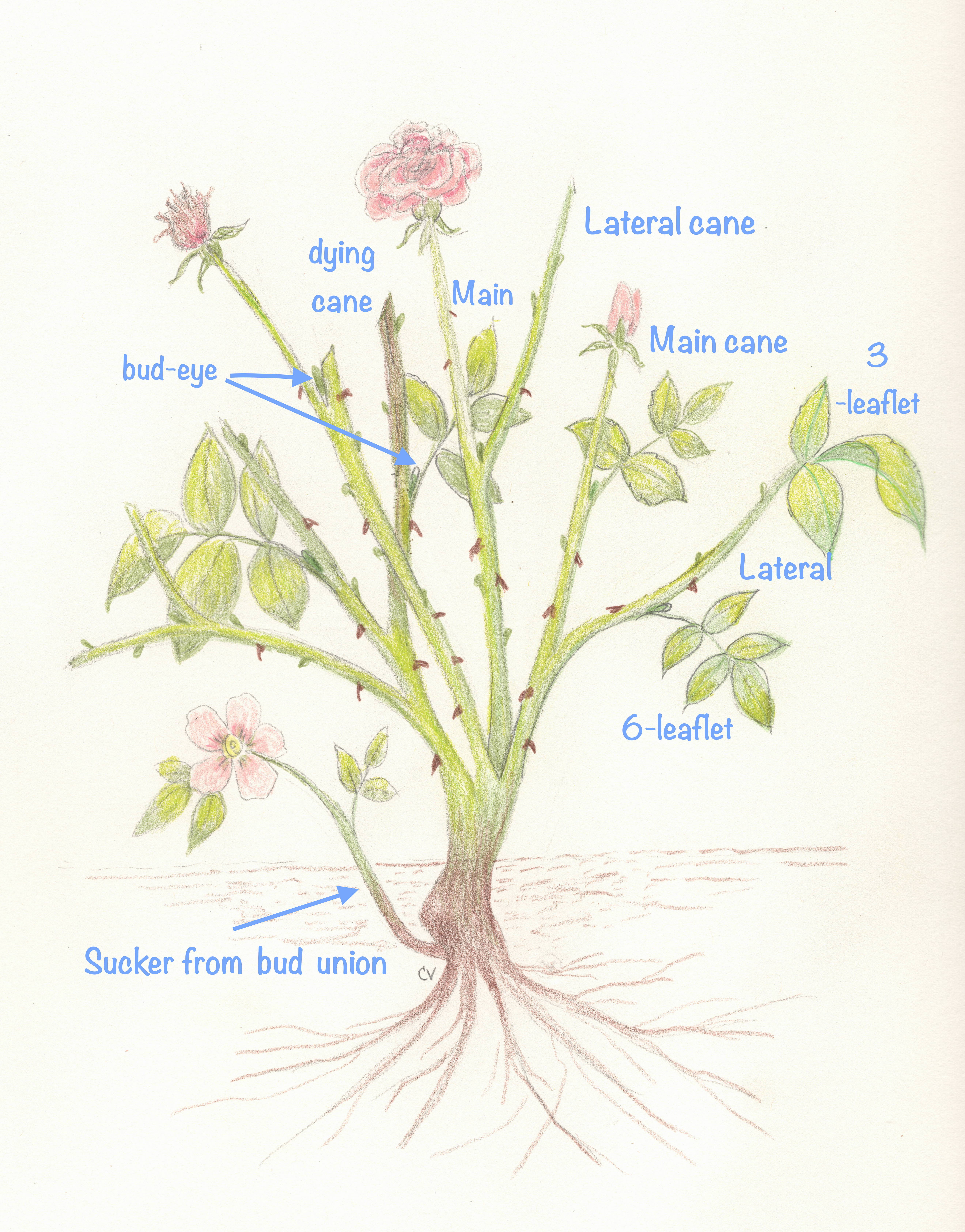 Rose Anatomy