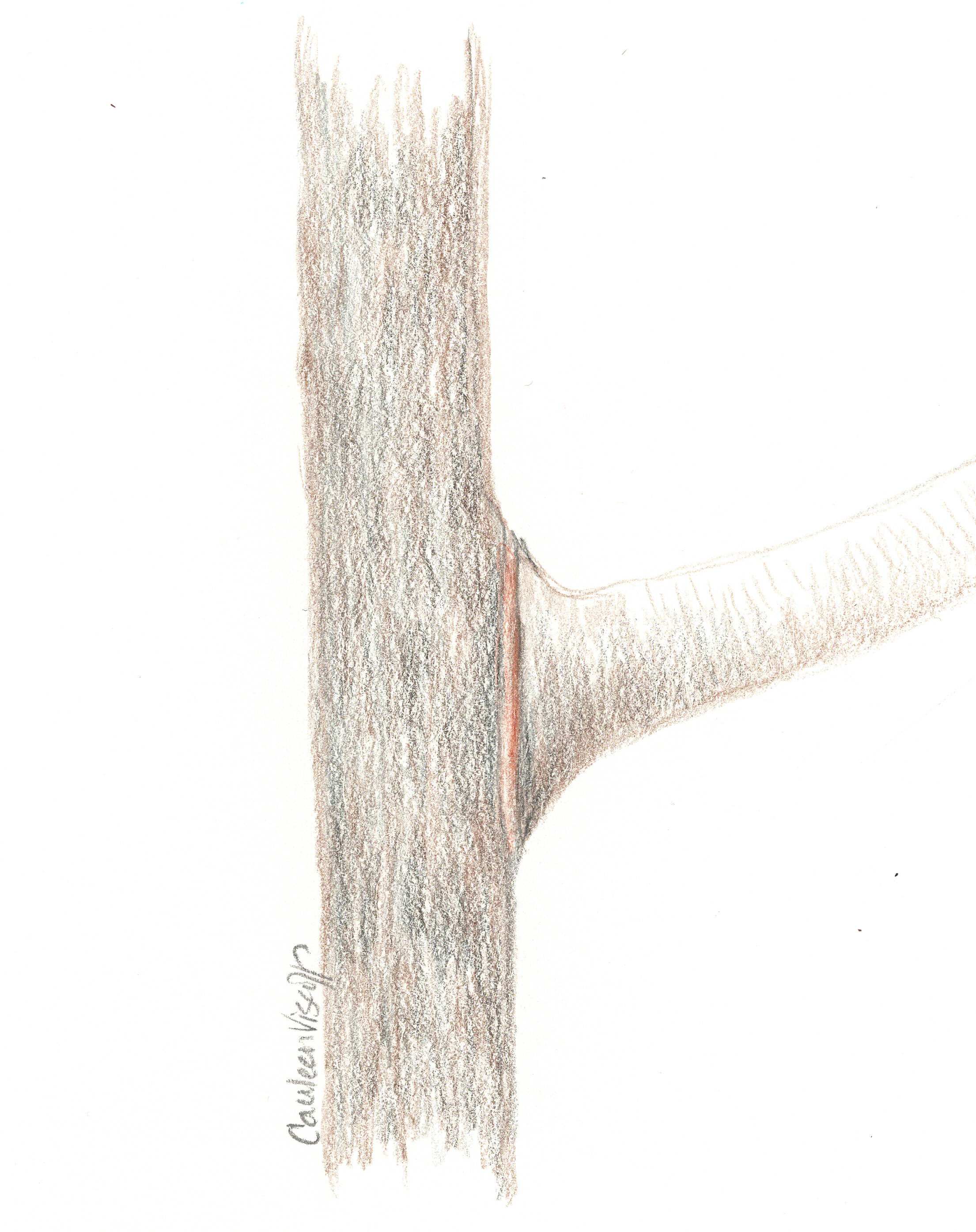 bad-pruning-cut-sketch-1