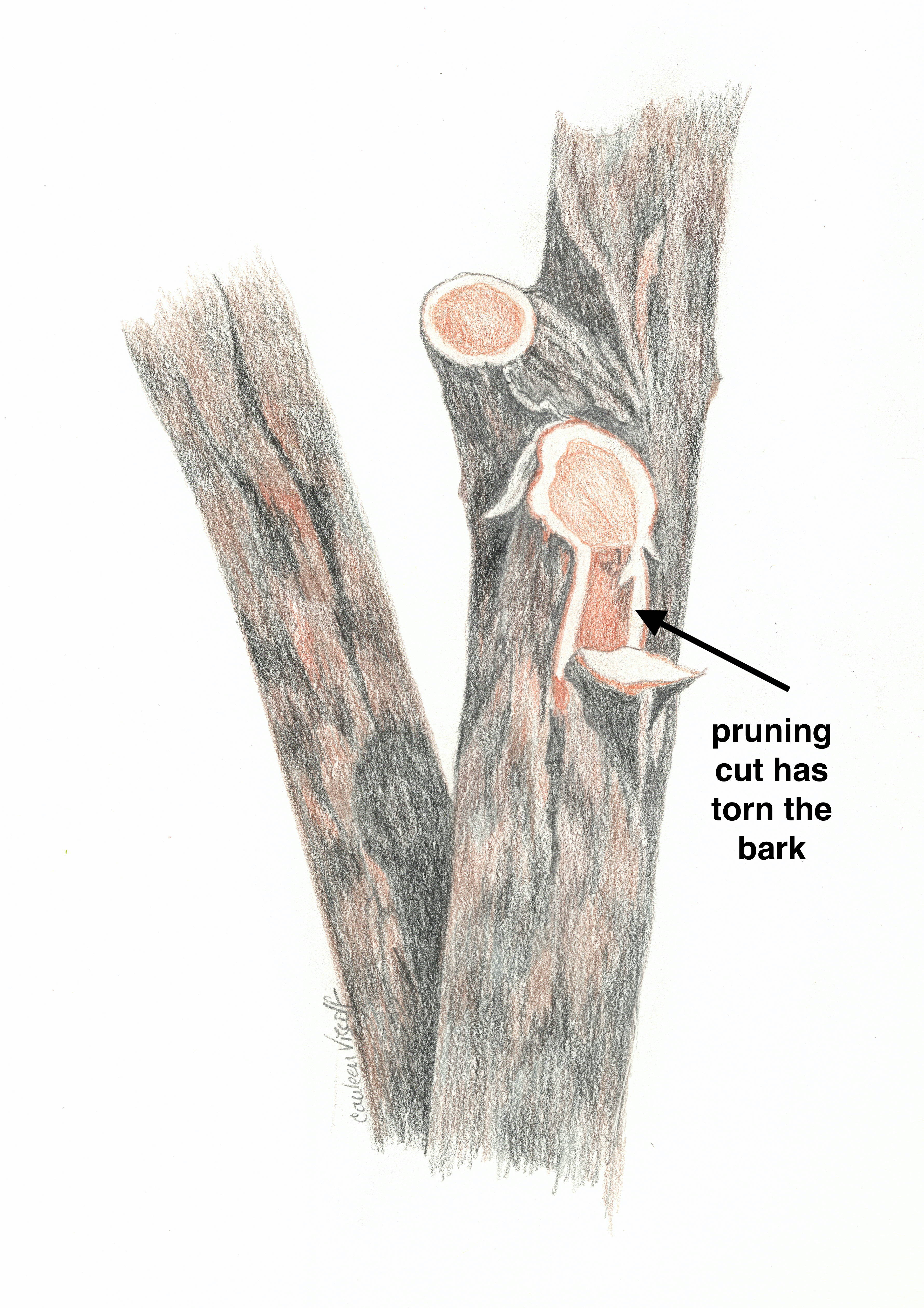 bad-pruning-cut-sketch-copy