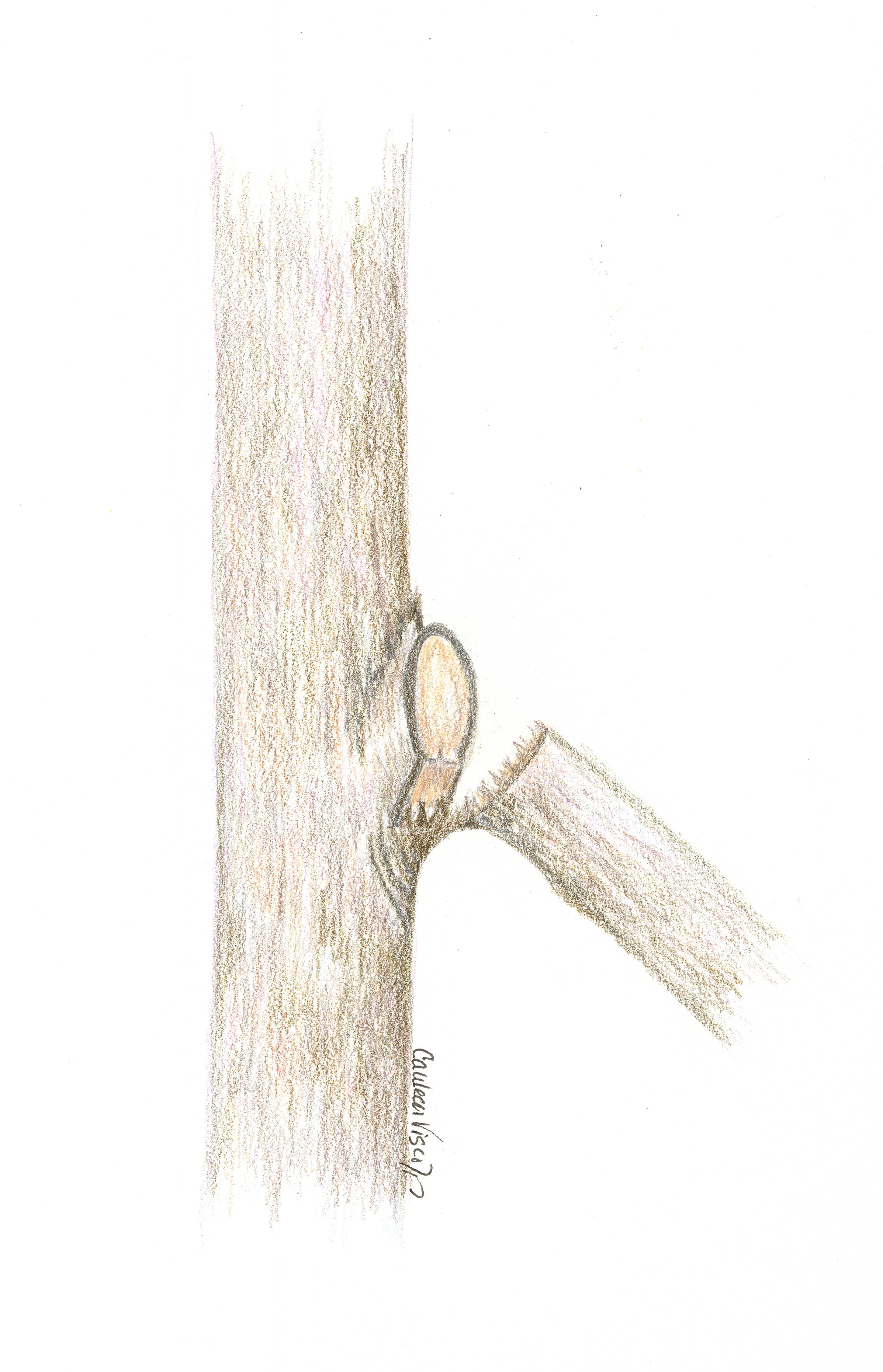 bark-ripping-sketch