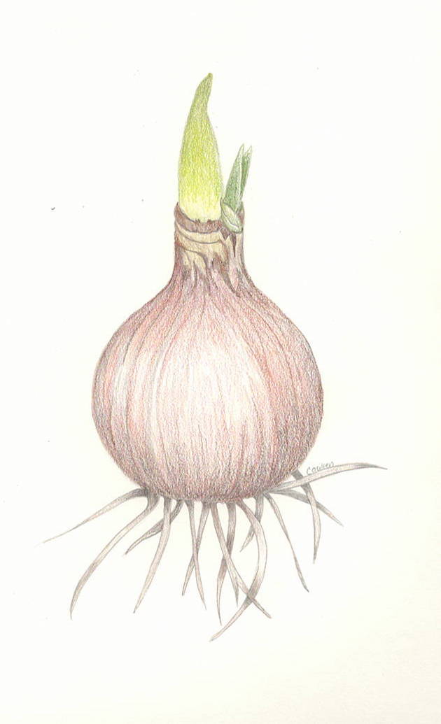 true bulb sketch true bulb sketch