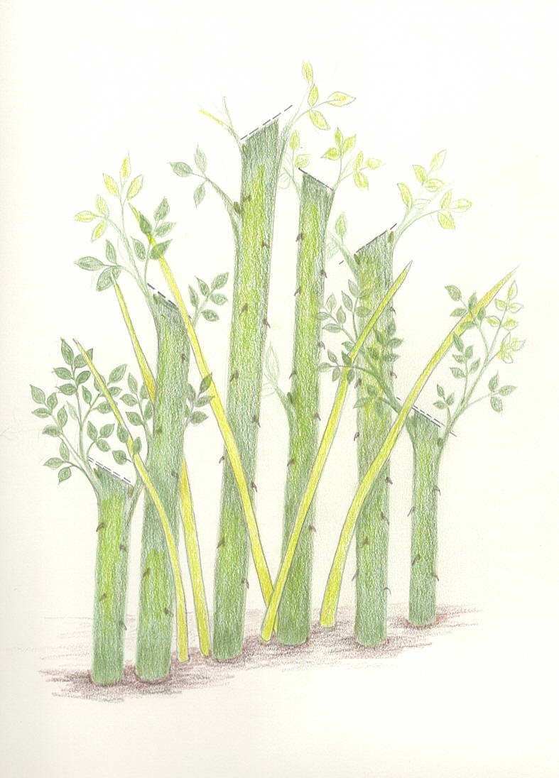 Rose bush-new growth