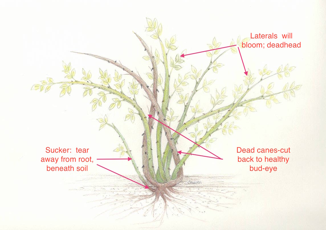 How to Prune Roses