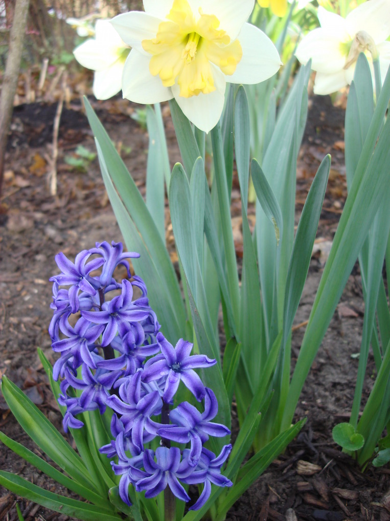 Hyacinth and Daffodil Hyacinth and Daffodil