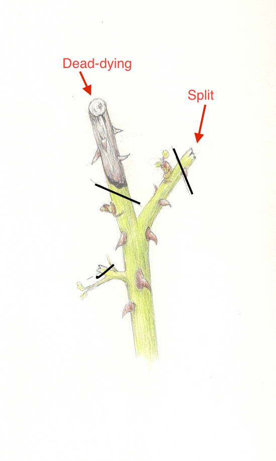Rose Pruning-bad cuts Rose Pruning-bad cuts