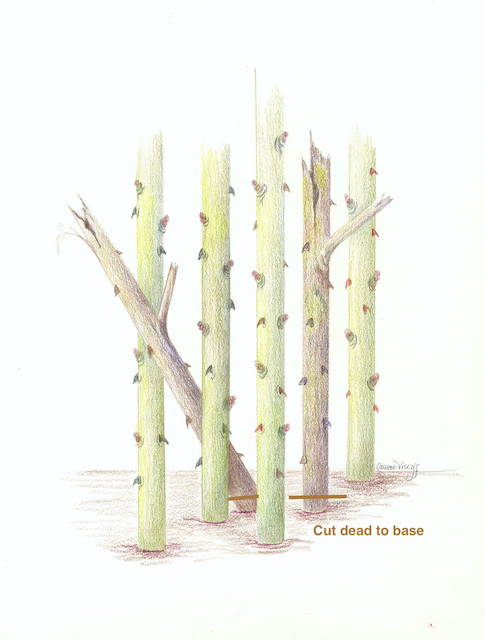 dead and diseased canes