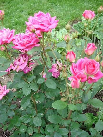 Grow Roses in the Shade? Yes...