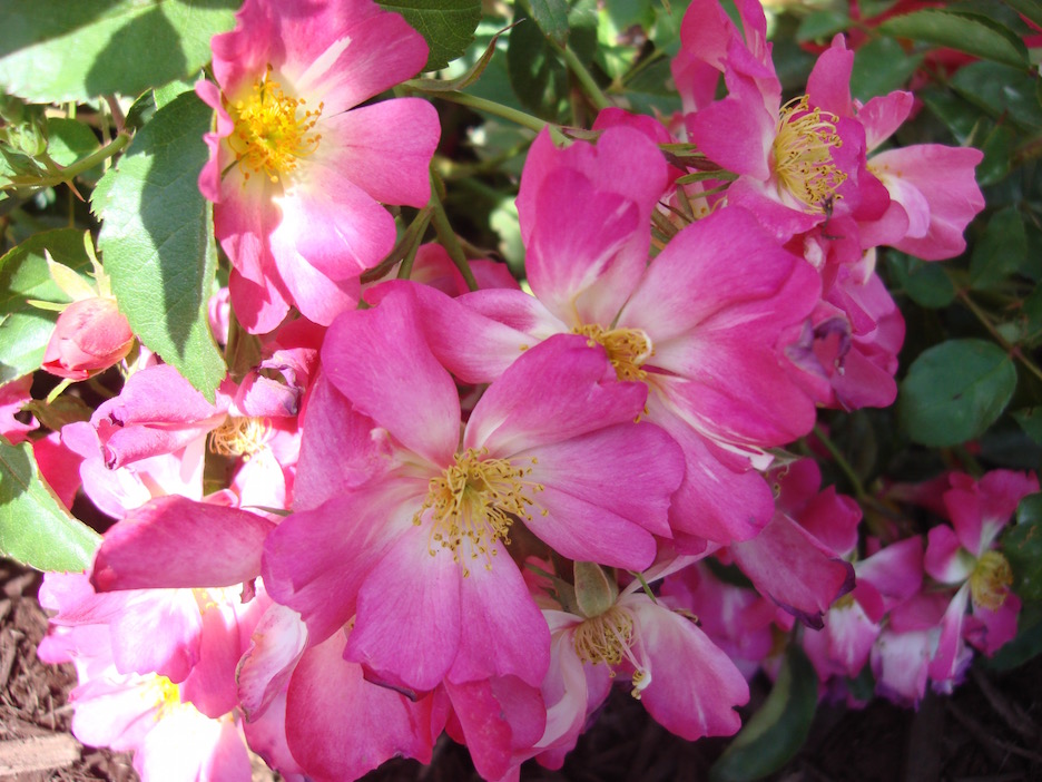 Pink Drift Rose - closeup