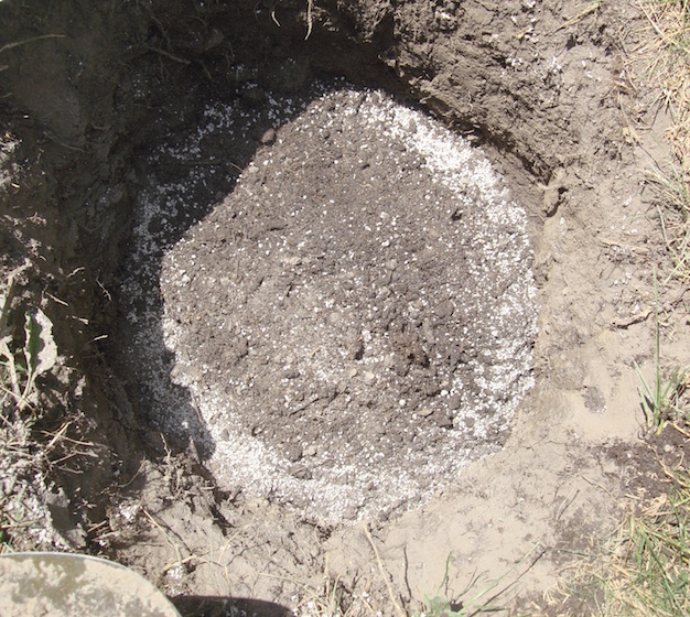 "Myke" powder in planting hole