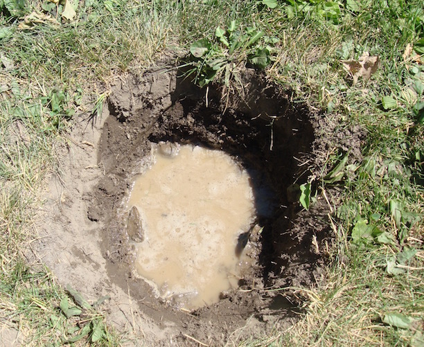 Hole dug for rose... filled with water