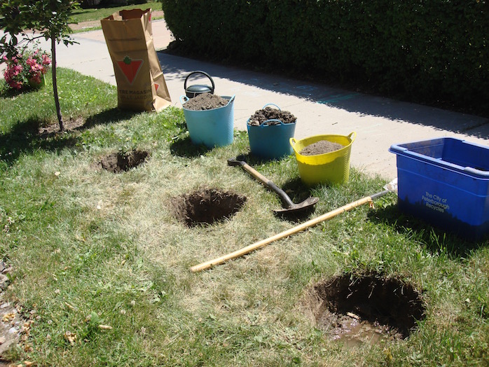 3 holes ready for roses