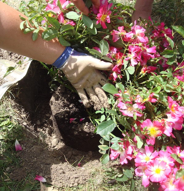 planting the Drift Rose