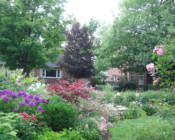 rose bed in summer