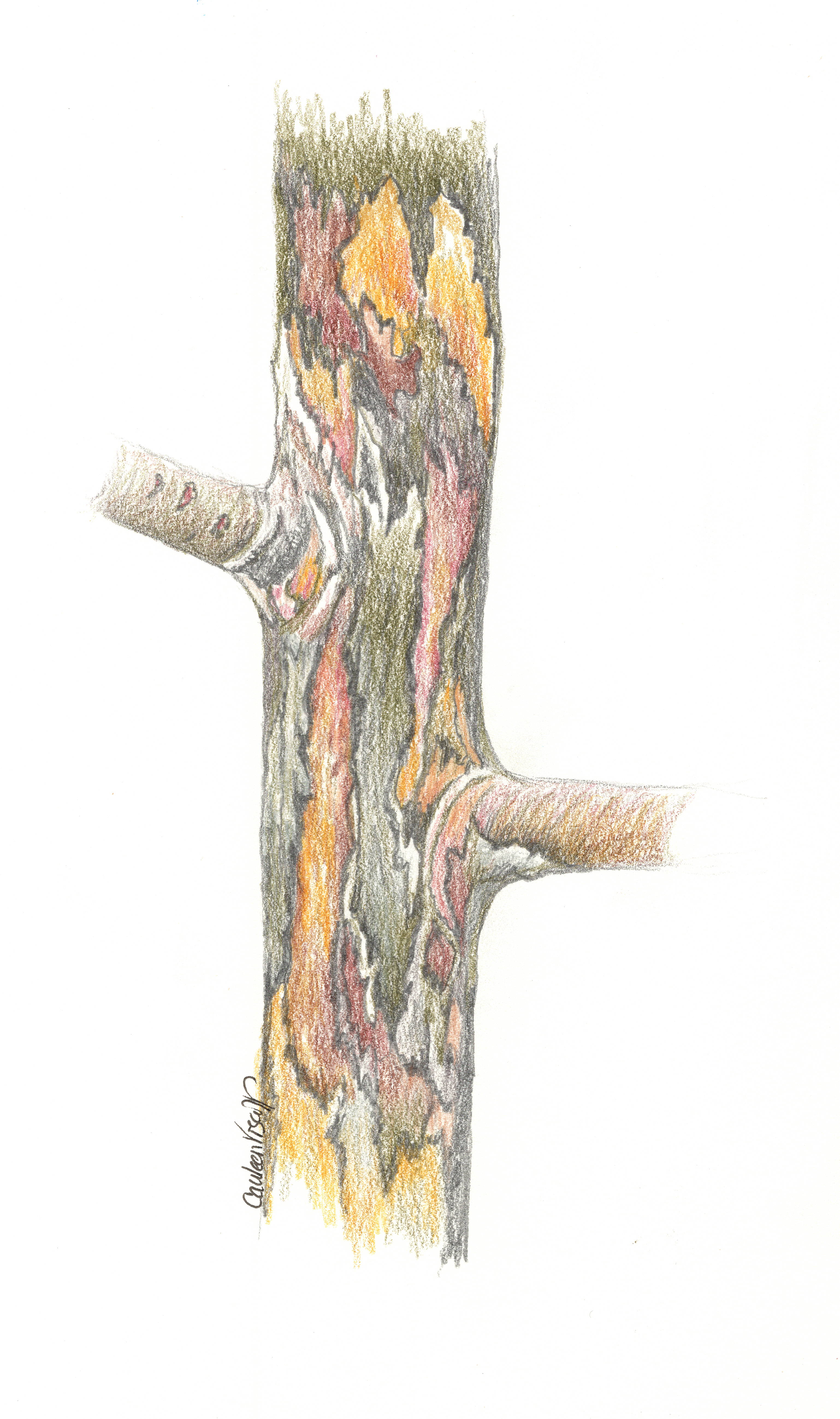 fireblight-sketch