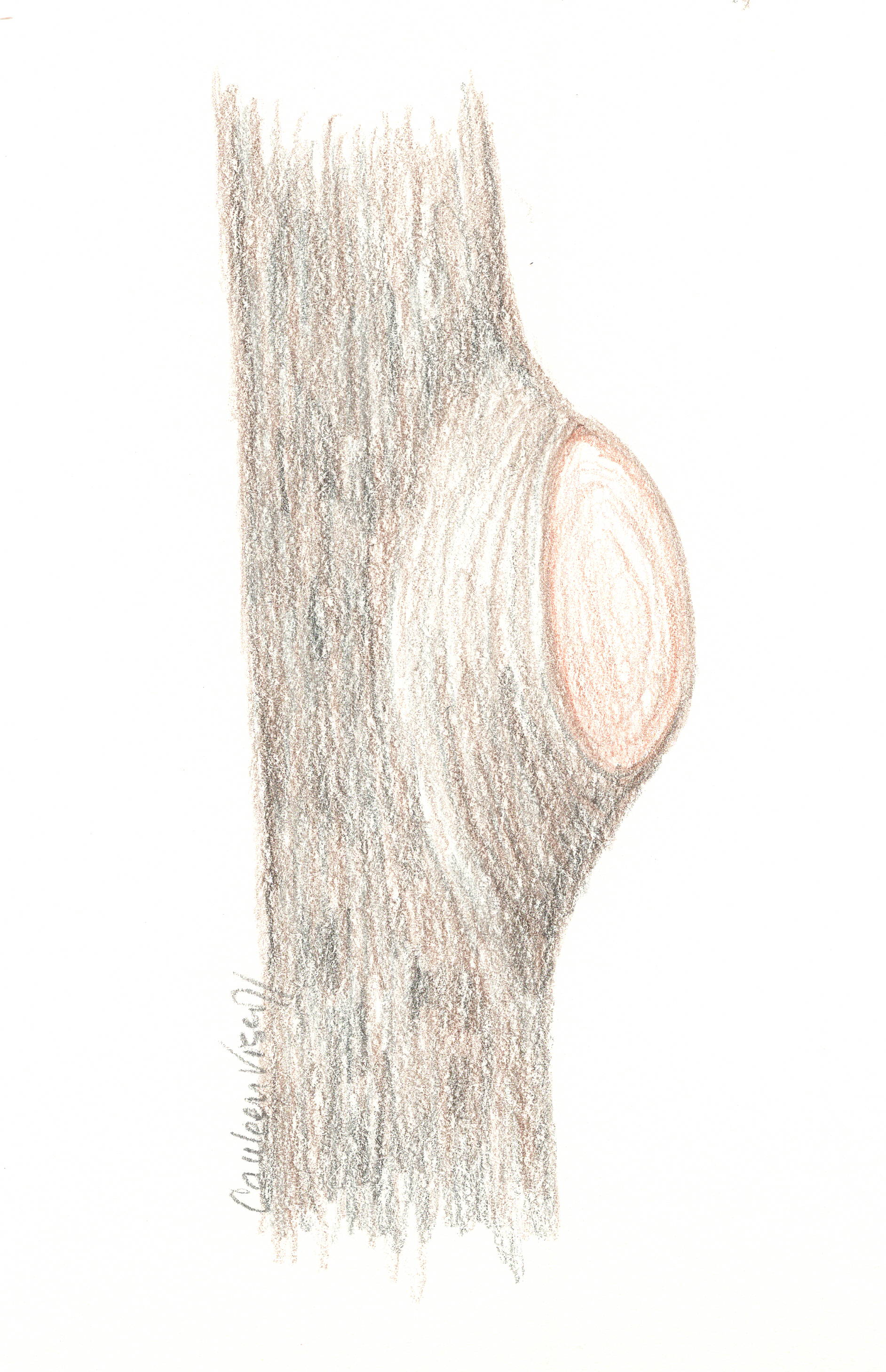 good-pruning-cut-sketch