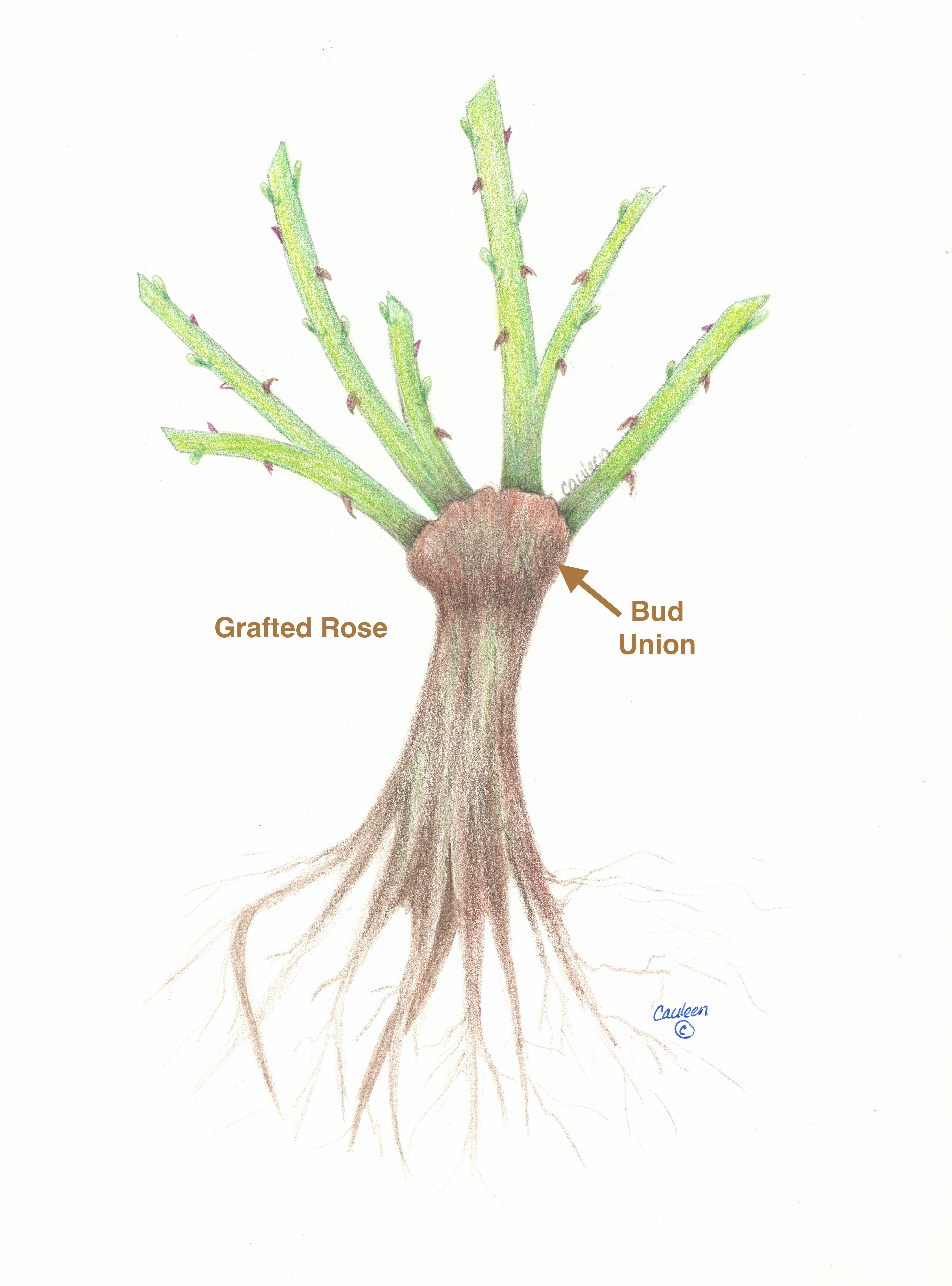 grafted-rose-2-SK