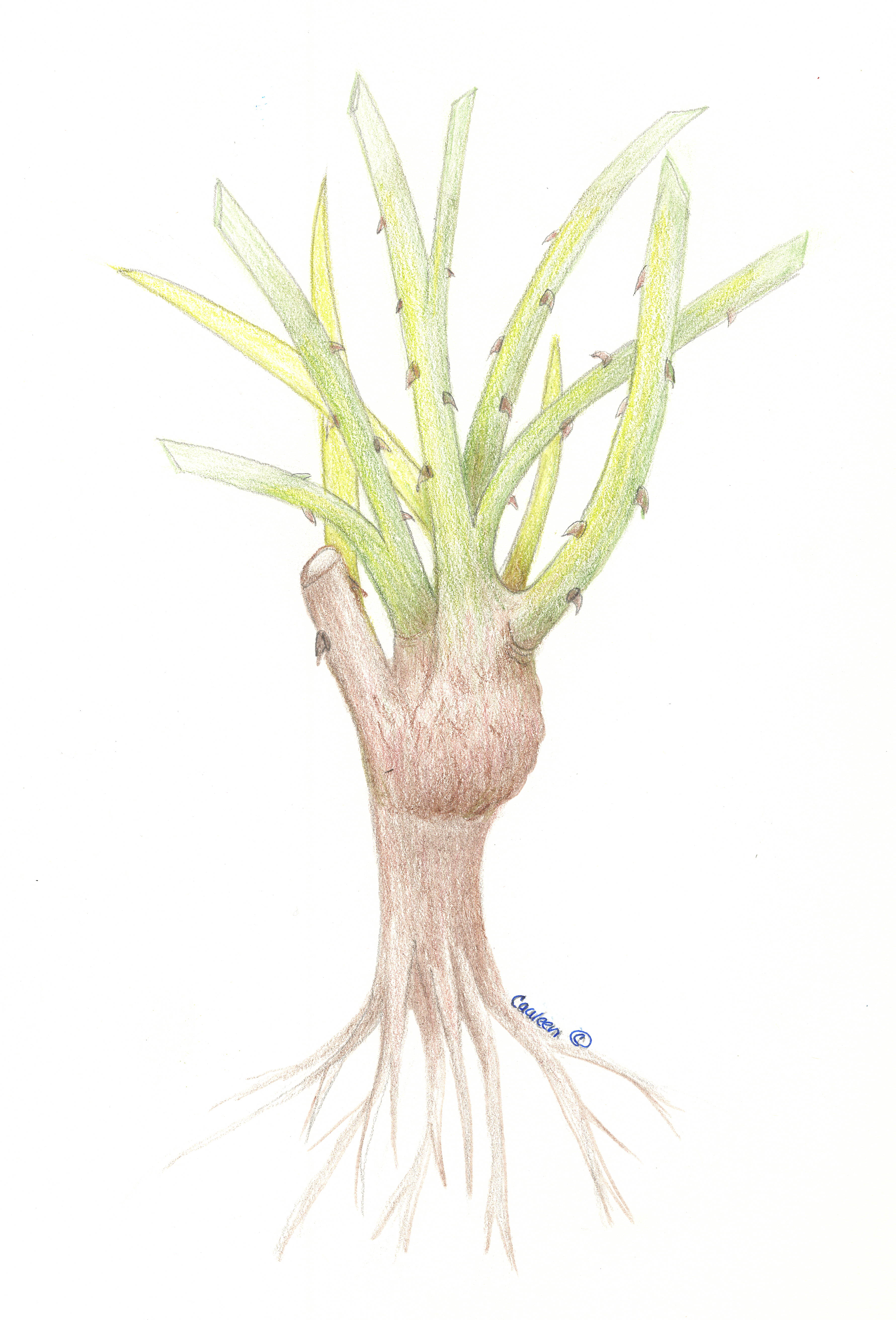 grafted-rose-sketch