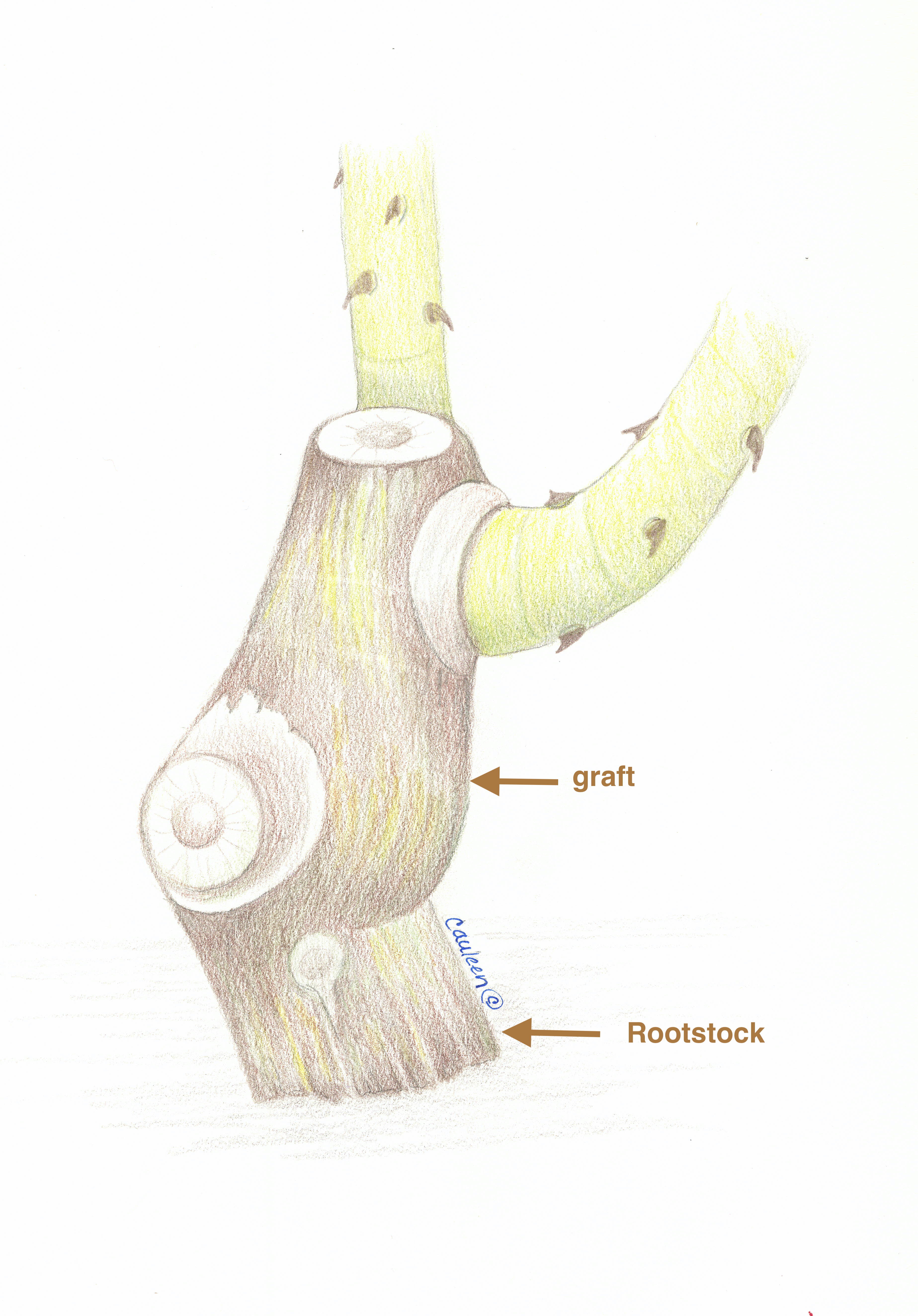 grafted-rose-also2-SK