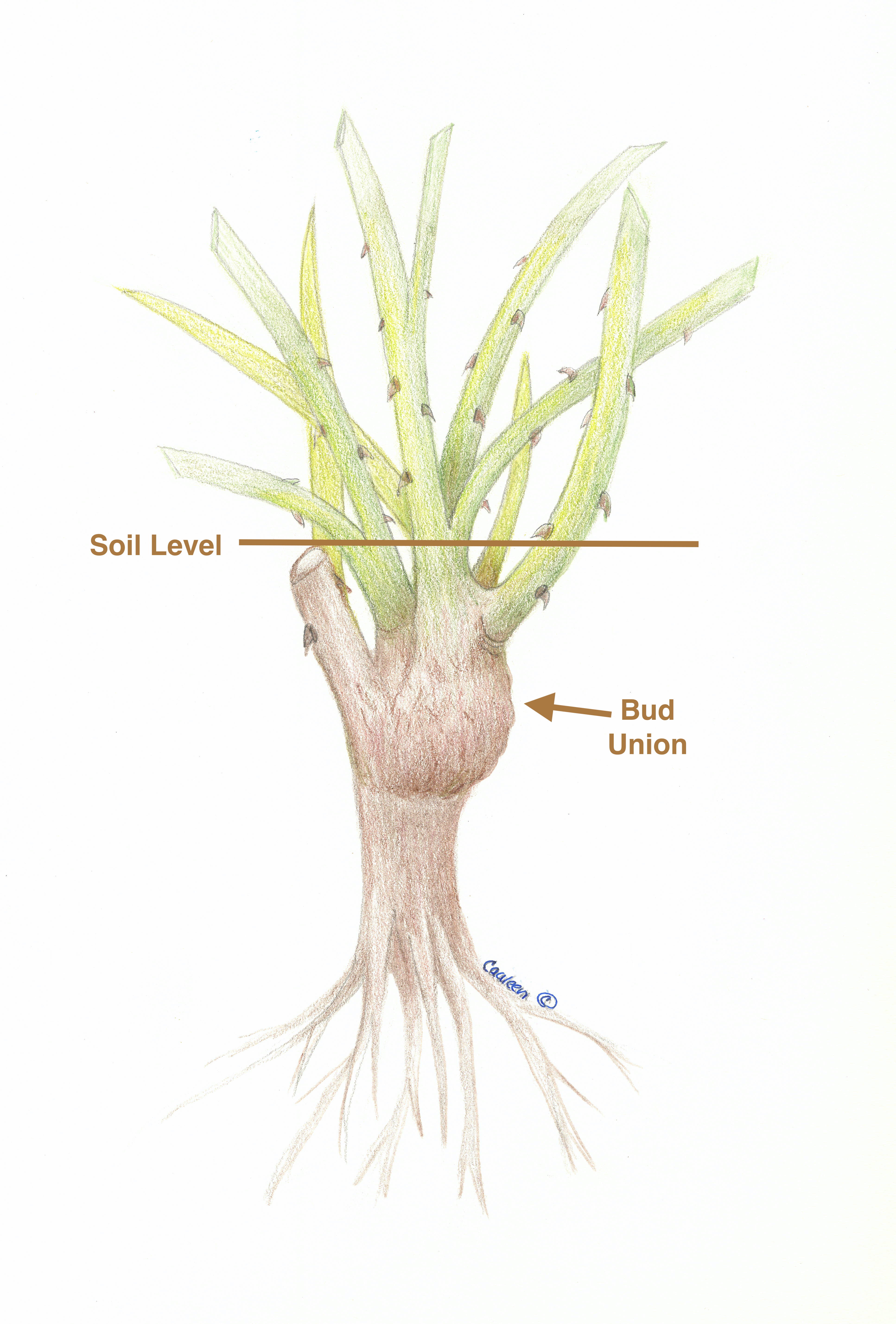 grafted-rose2-too-SK