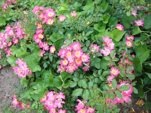 hedge-roses-NL
