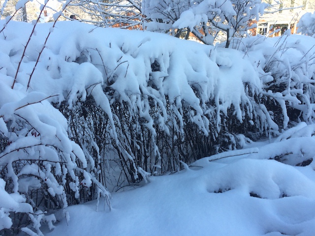 hedge-in-winter
