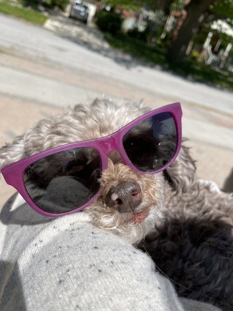 lucy-sunglasses-too-NL