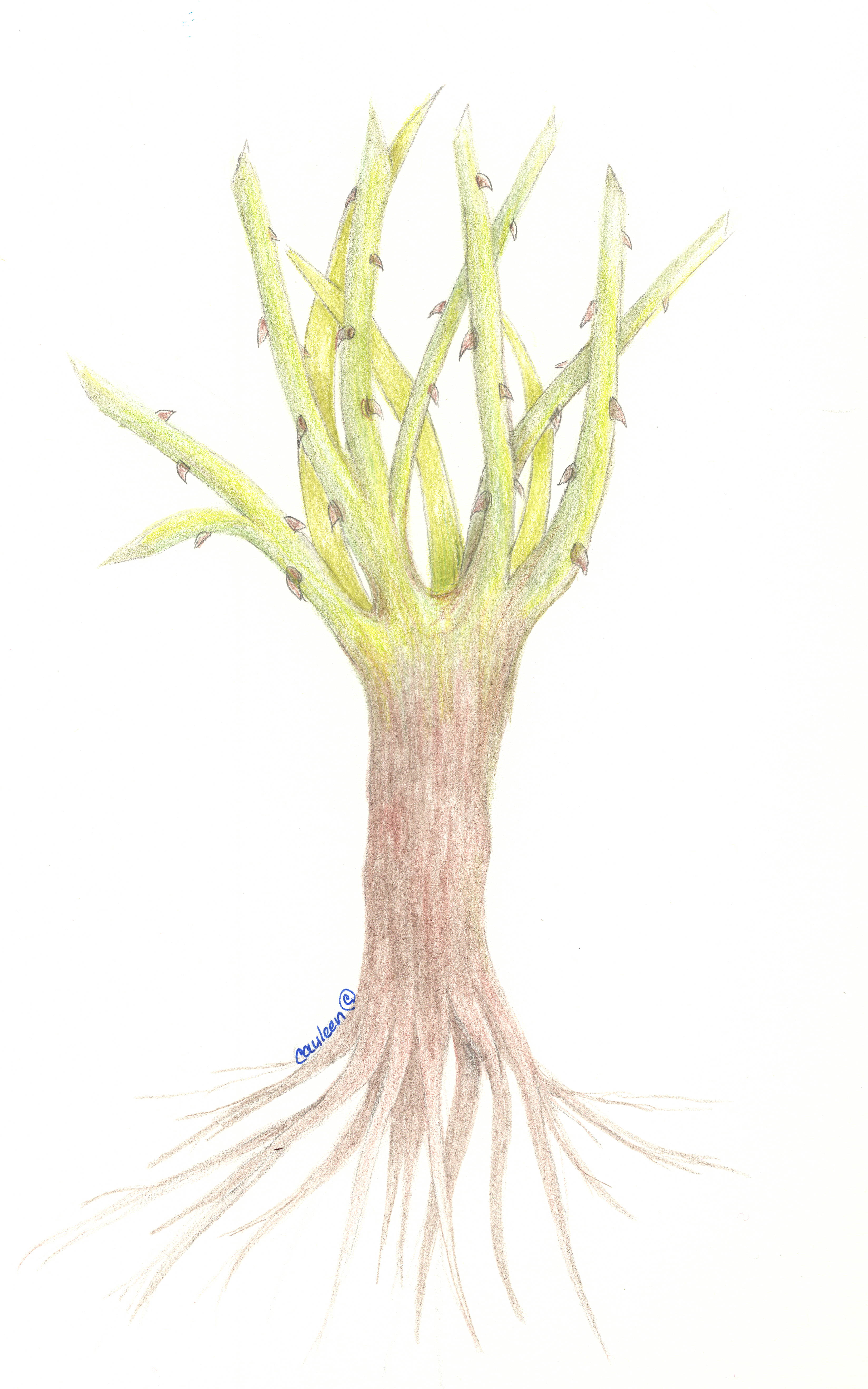 Rose-own-root-sketch