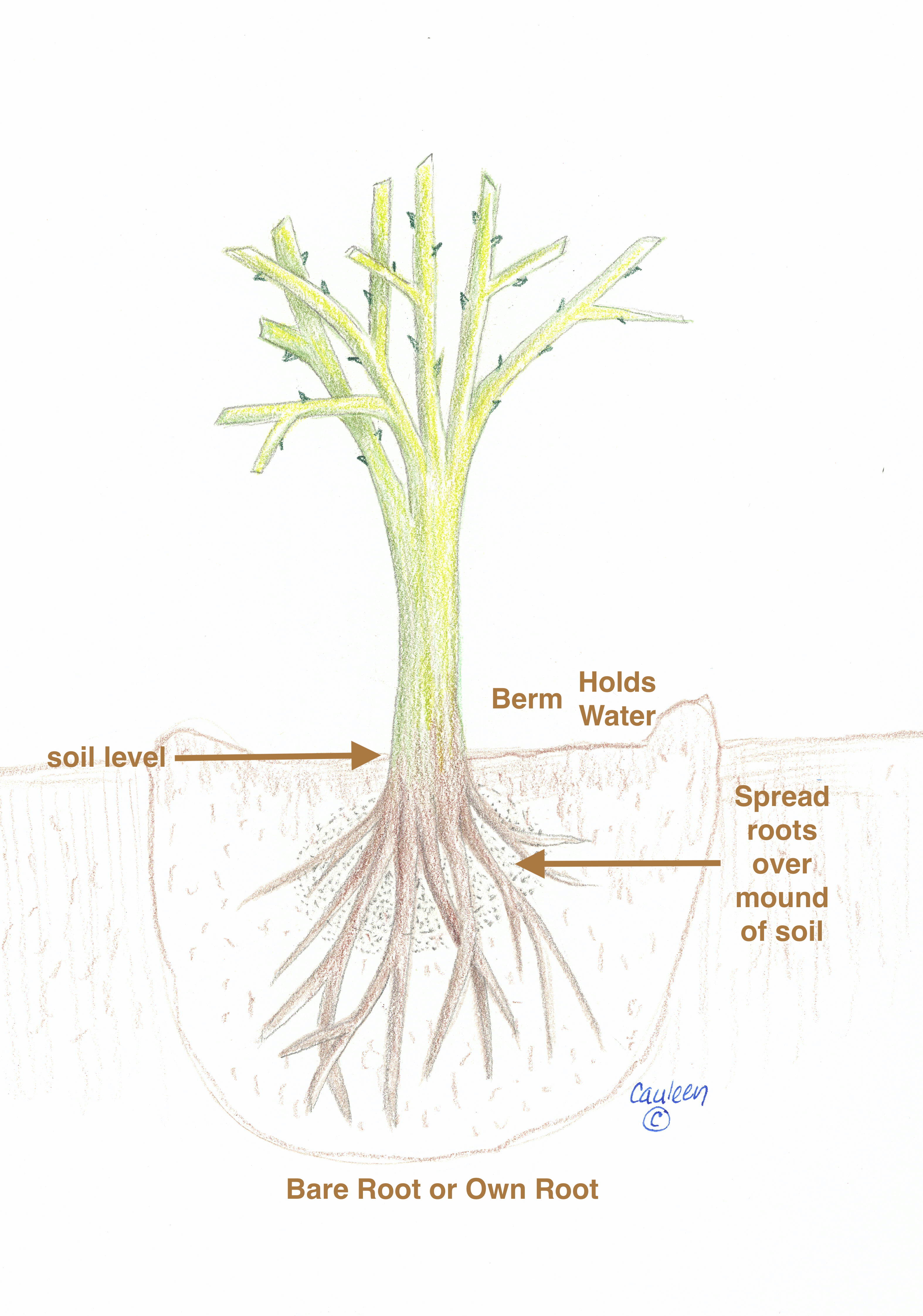 plant-own-root-rose-2-SK
