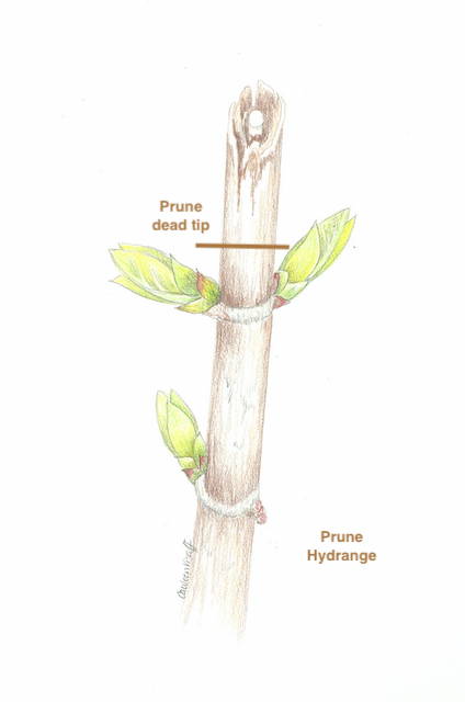prune-hydrangea-2-edited-SK-NL