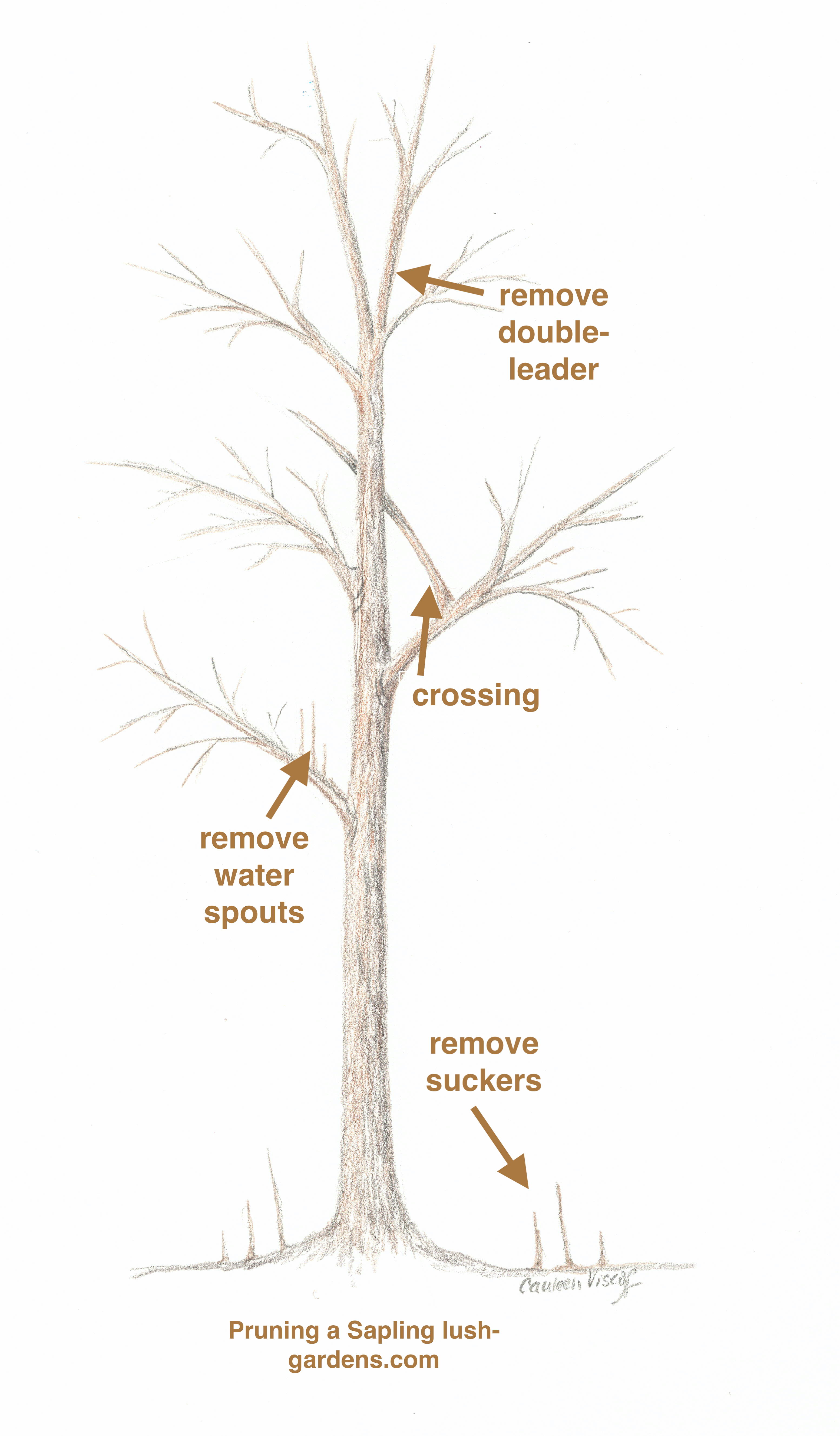 pruning-sapling-sketch-copy