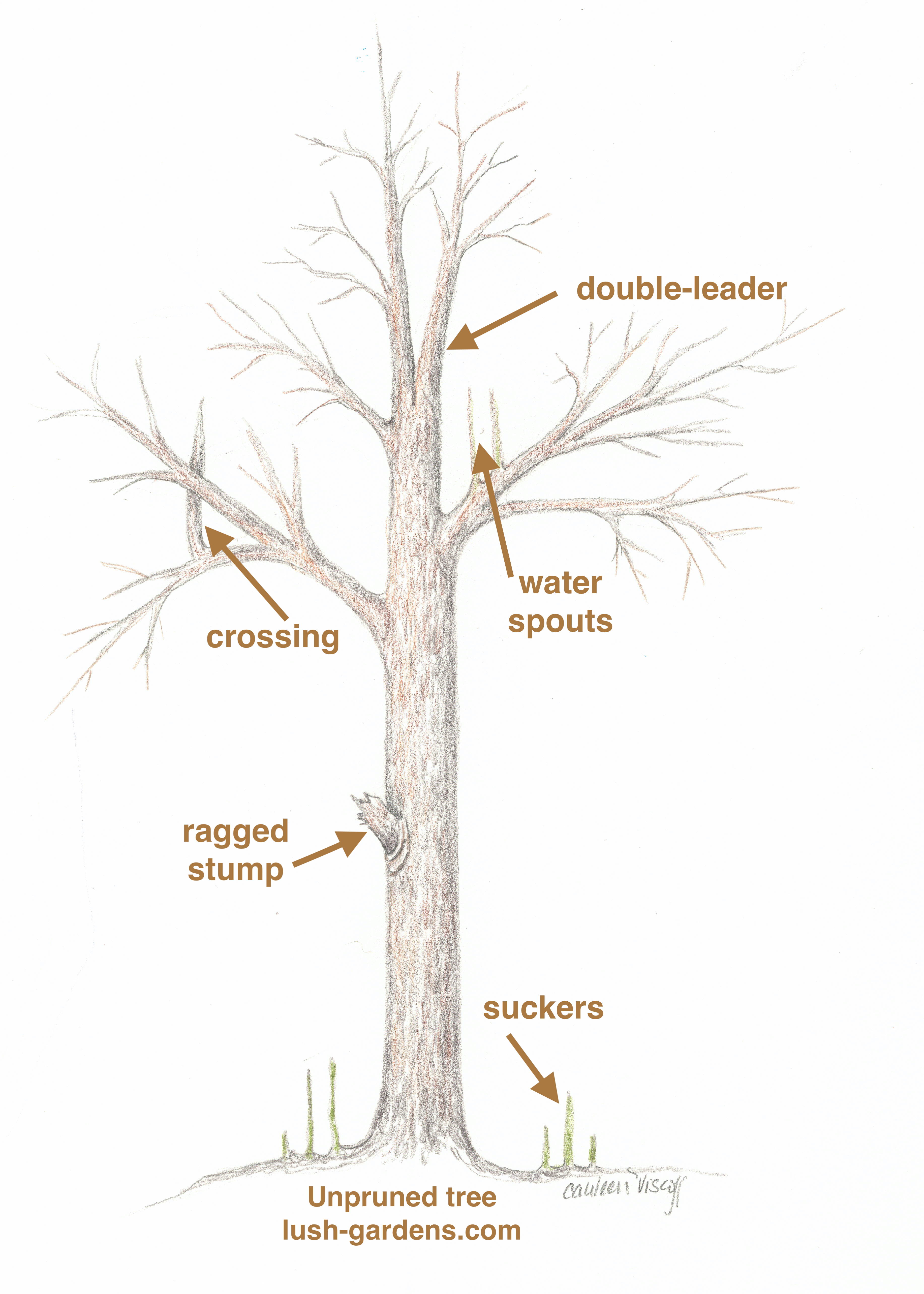 pruning-small-tree-sketch-copy