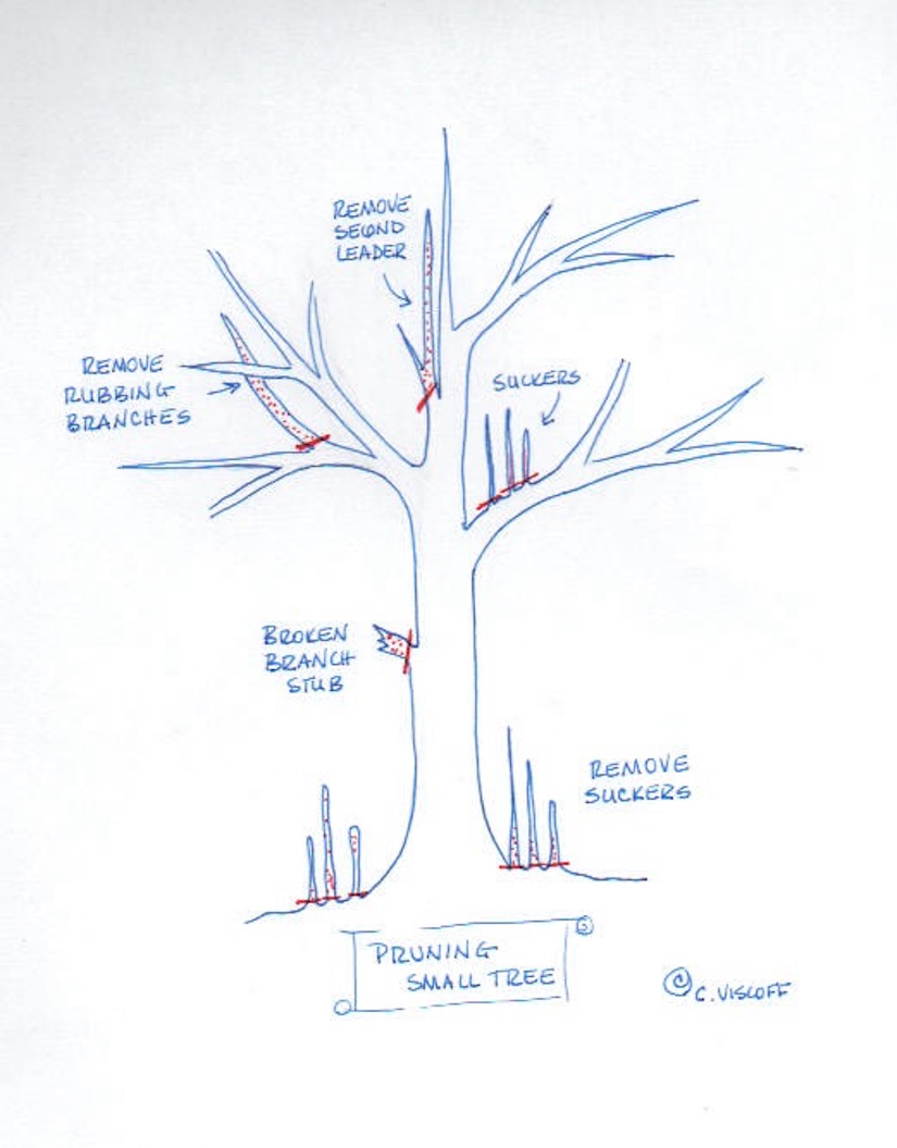 Pruning Trees And Shrubs