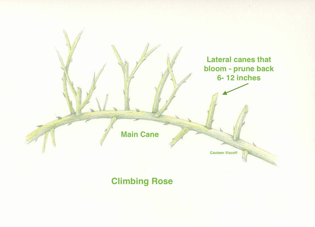 Rose Lateral Canes
