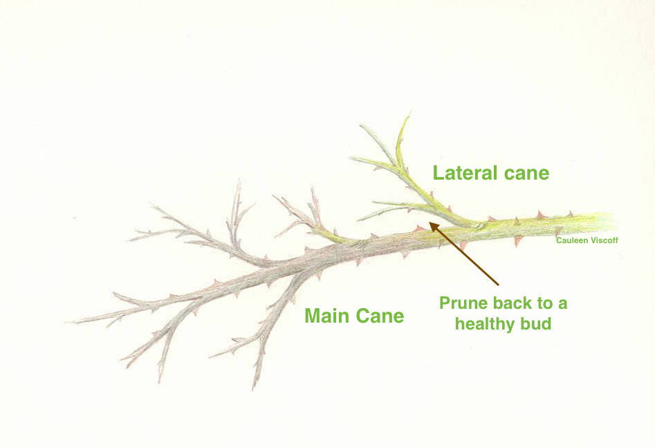 Rose Lateral Canes Pruned