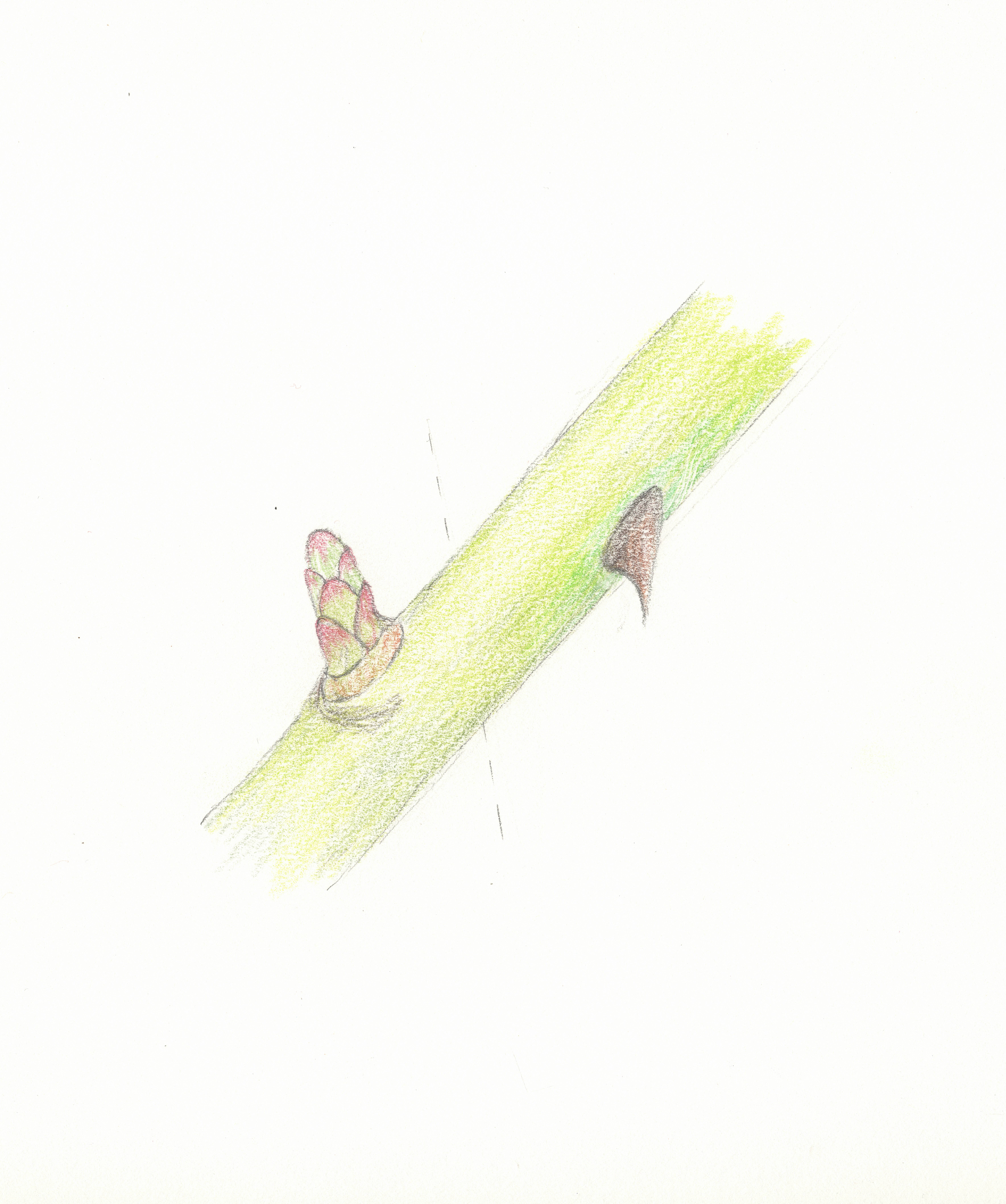 Rose Bud-eye Emerged