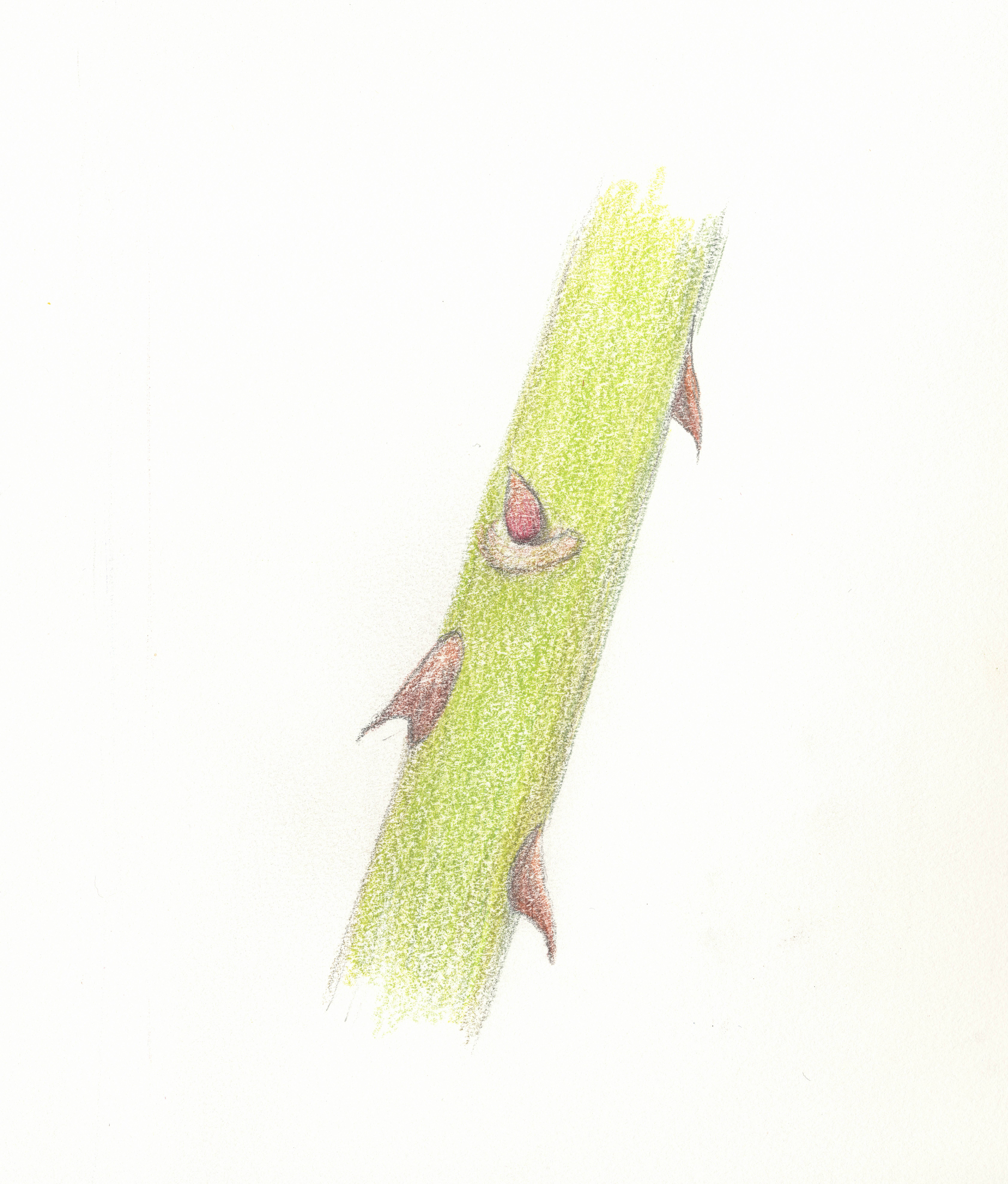 Rose Bud-eye emerging