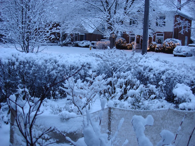 rose bed in winter snow