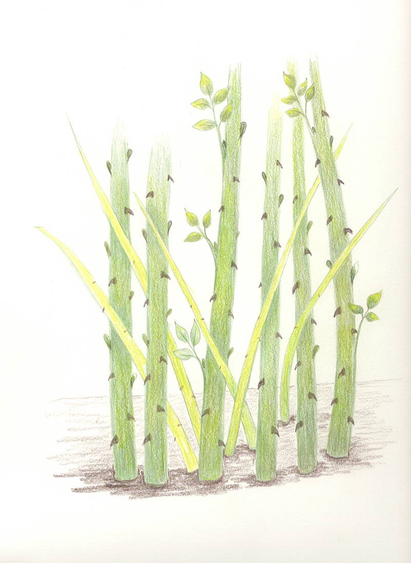 Bush Rose-new growth