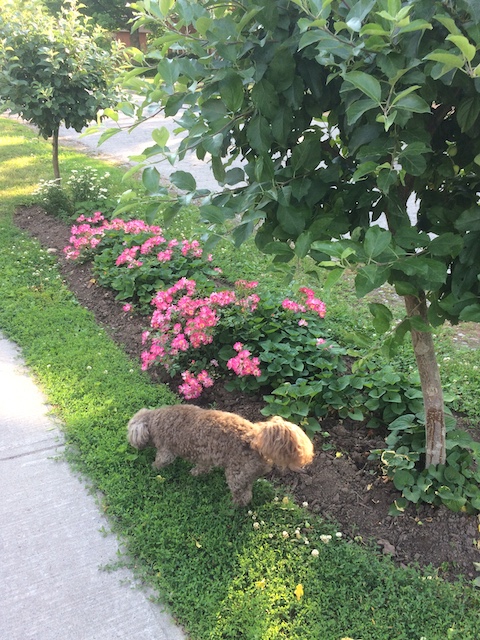 rose-hedge