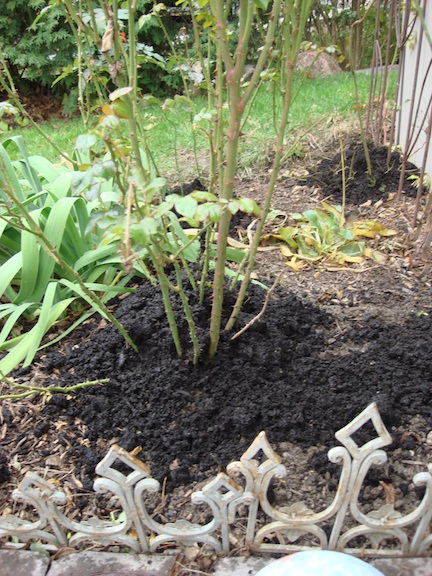 rose hilled up with compost
