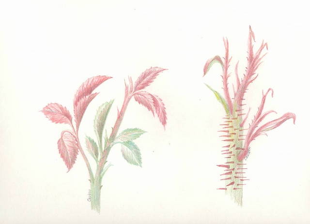 rose rosette and healthy canes