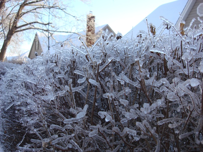 ice covered roses in winter