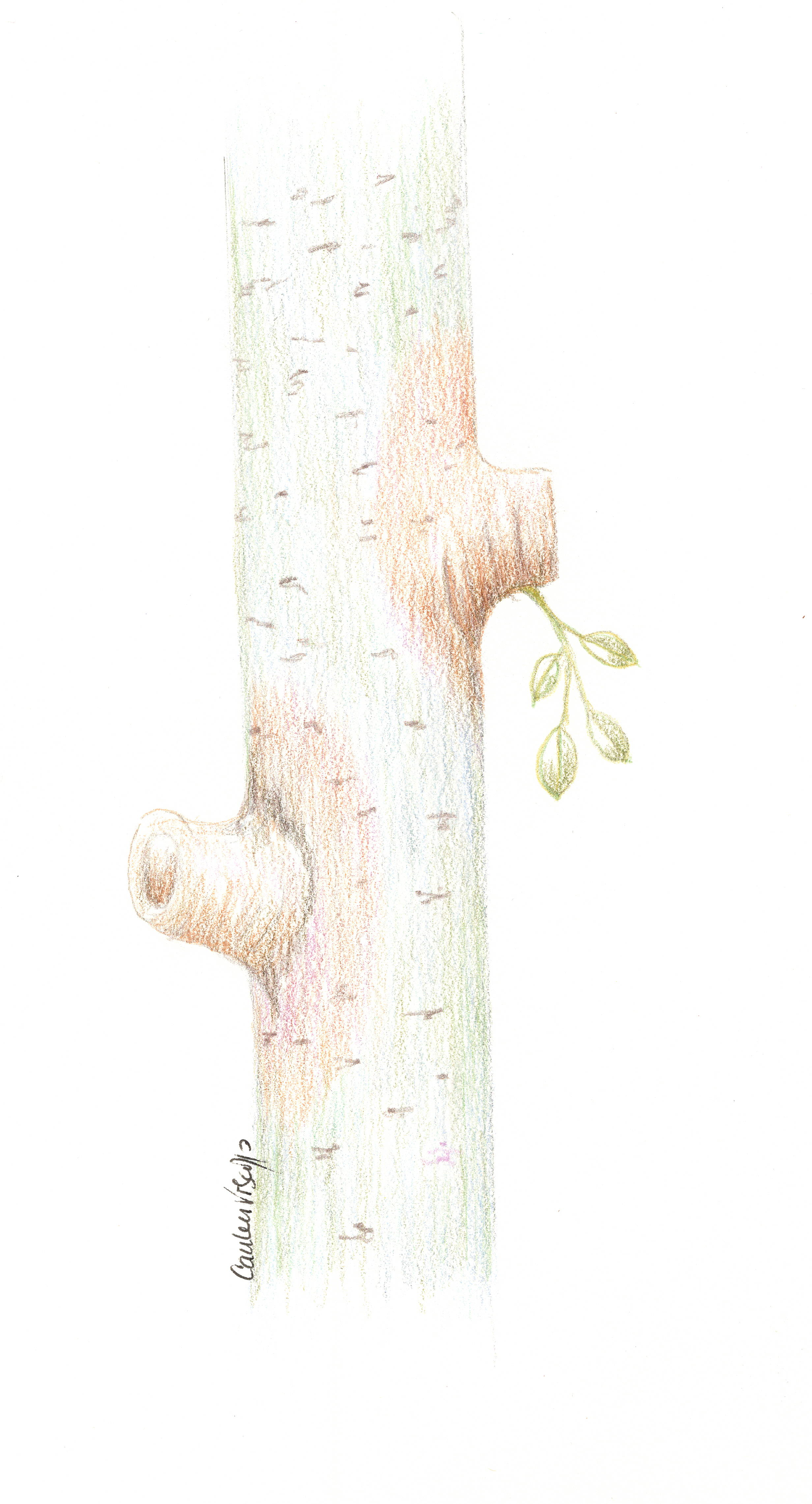 stub-cutting-sketch