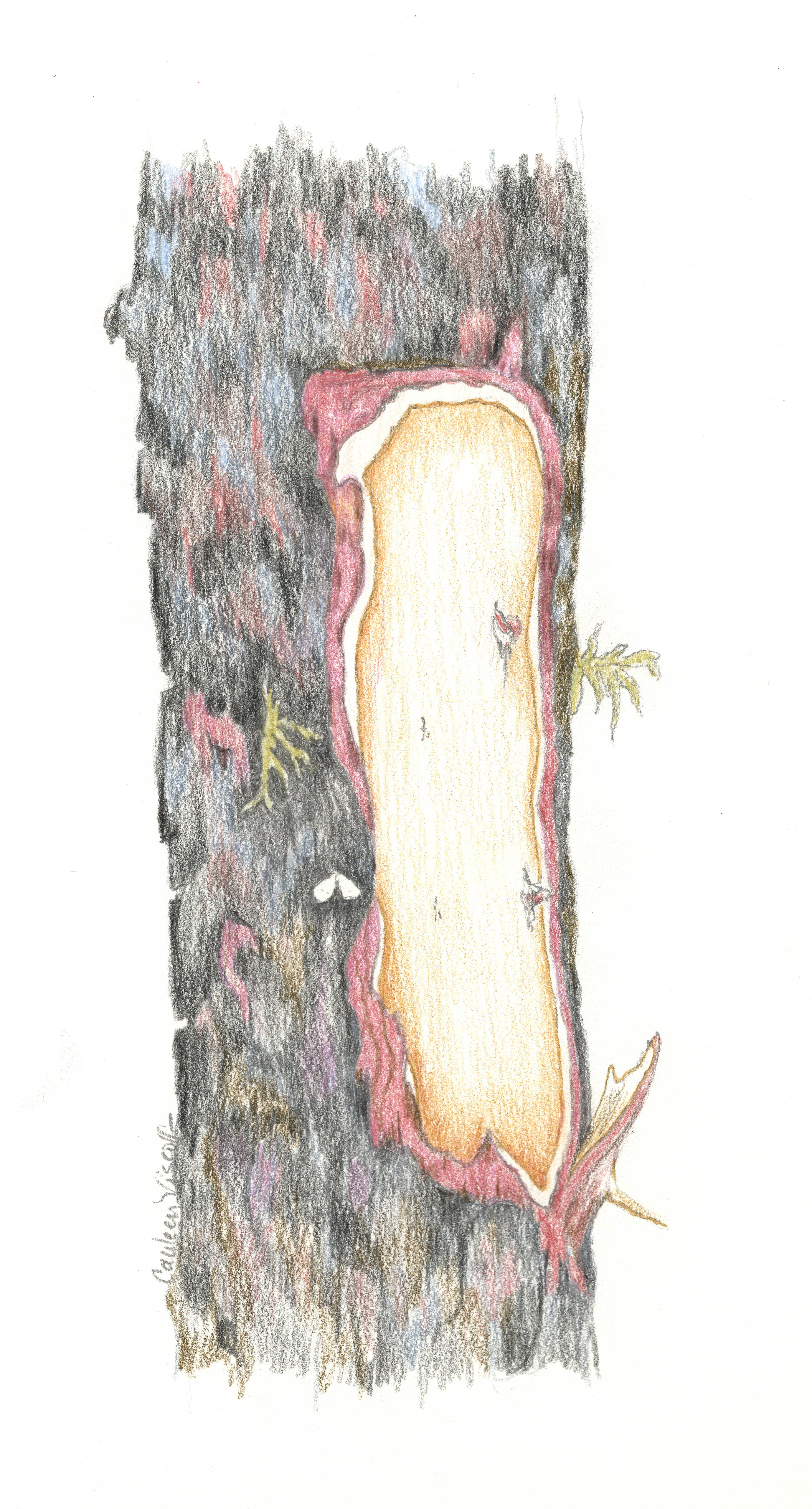 torn-bark-sketch