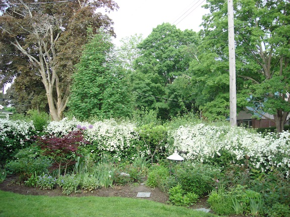 Trees and shrubs in hedges and gardens