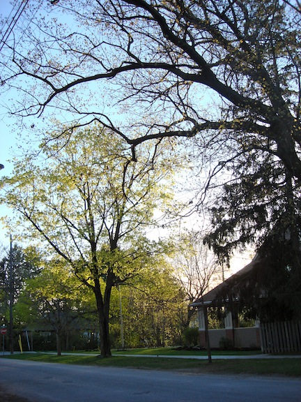 Mature Trees