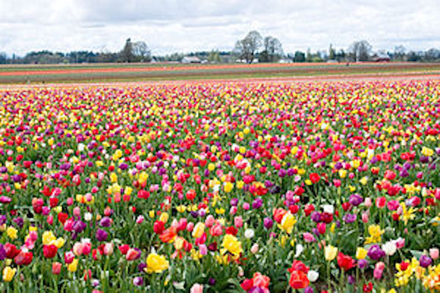 Field of red and yellow tulips Field of red and yellow tulips